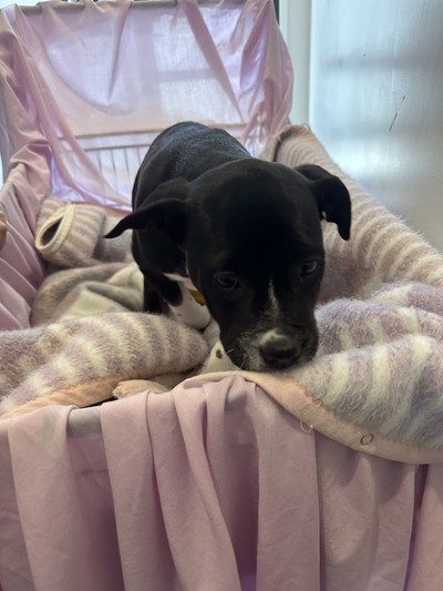 Lolly - Medium Cross Breed