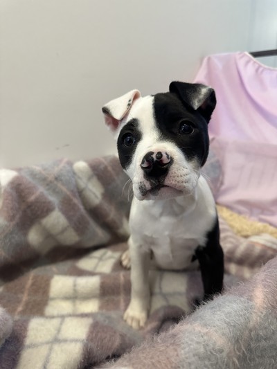 Patsy - Medium Cross Breed
