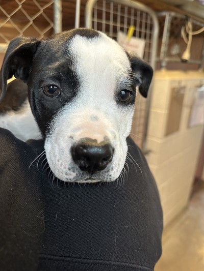 Otis - Medium Cross Breed