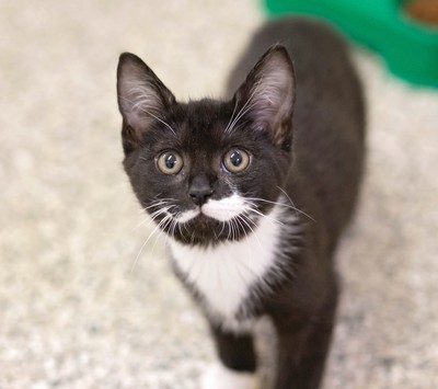 Mardi - Domestic Short Hair