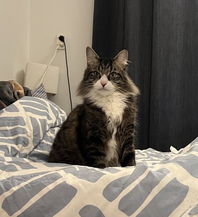Muffin - Domestic Medium Hair