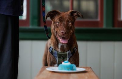 SPCA Cupcake Day returns for 2026 – bake a difference for animals in need 