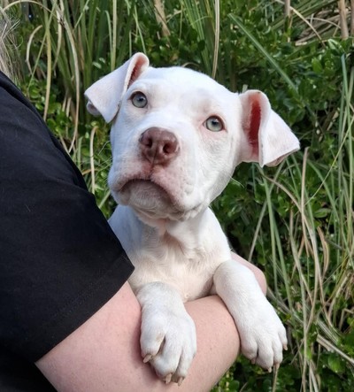 Cream - American Bulldog
