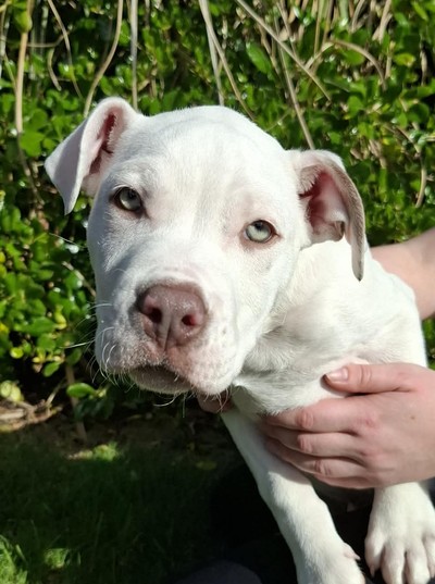Nev - American Bulldog