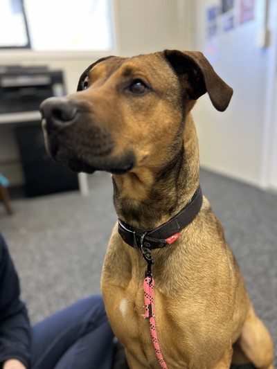 Dexter - Large Cross Breed