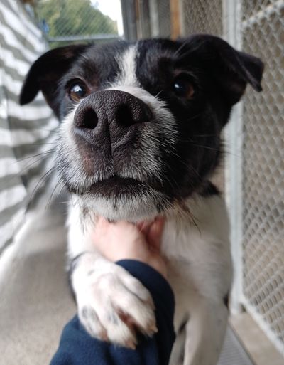 Rye