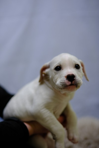 Steven - Medium Cross Breed