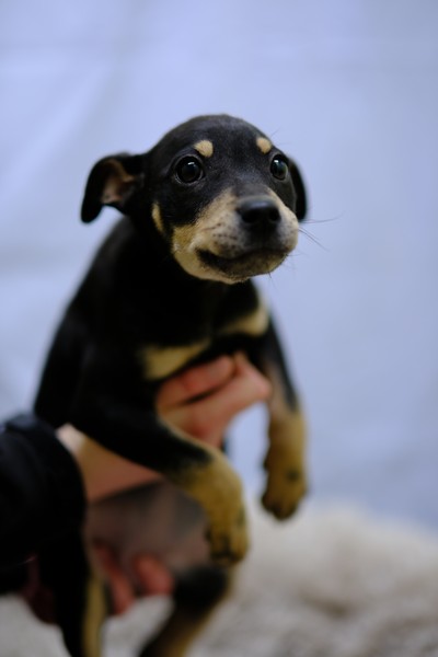 Wendy - Medium Cross Breed