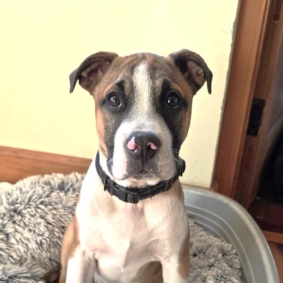 Boi - Sharpei