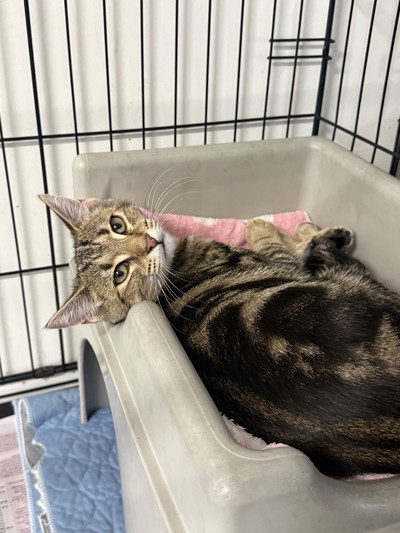 Nerina - Domestic Short Hair
