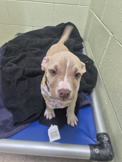 Sasha - Medium Cross Breed