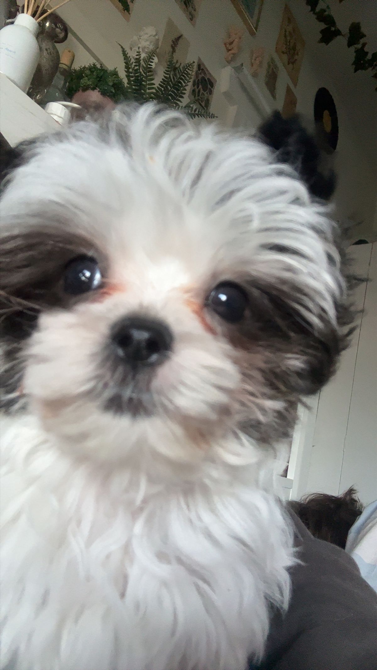 Gallery image: Louie