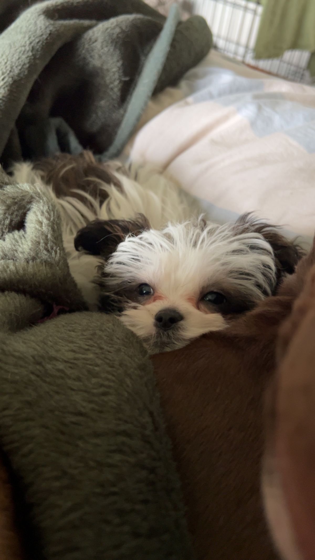 Gallery image: Louie
