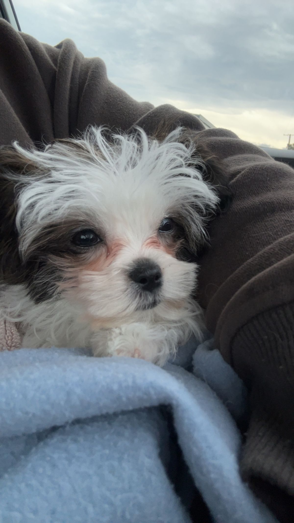 Gallery image: Louie