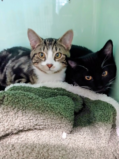 Orville - Domestic Short Hair