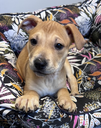 Tulip - Large Cross Breed