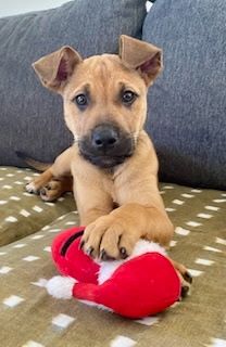 Louie