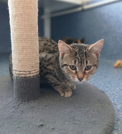 Keiko  - Domestic Short Hair