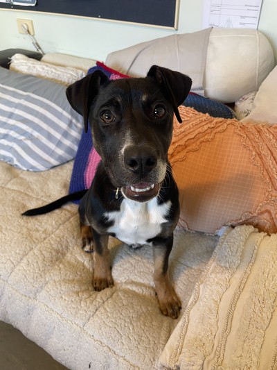 Edie - Medium Cross Breed