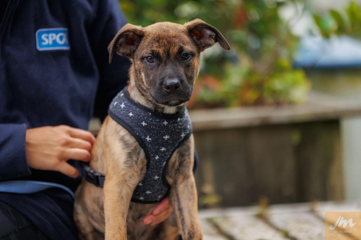 Updated dog control guidelines welcome, but law reform still urgently needed