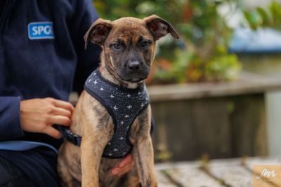 Updated dog control guidelines welcome, but law reform still urgently needed