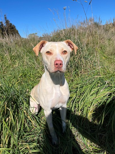 Aspin - Labrador