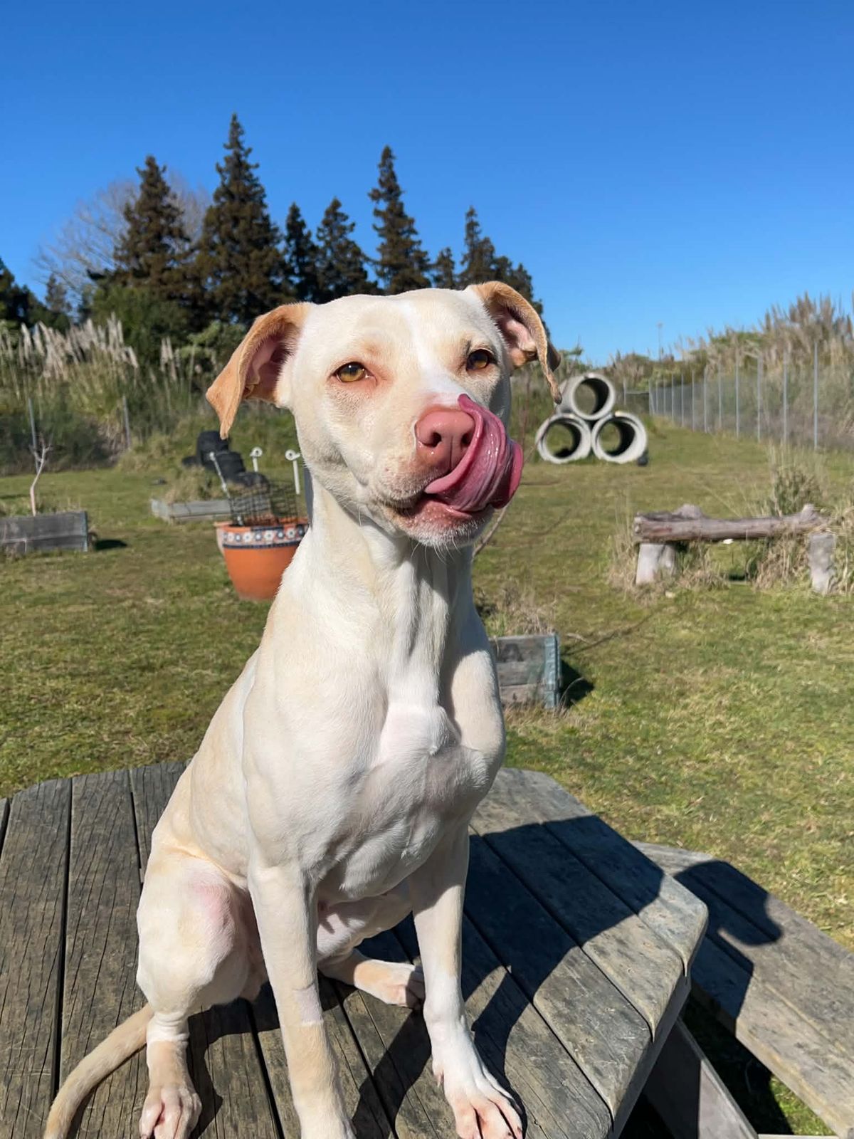 Gallery image: Aspin
