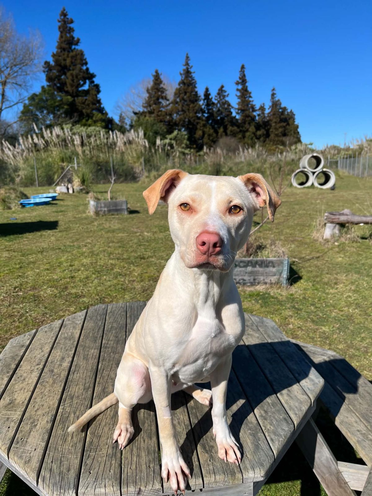 Gallery image: Aspin
