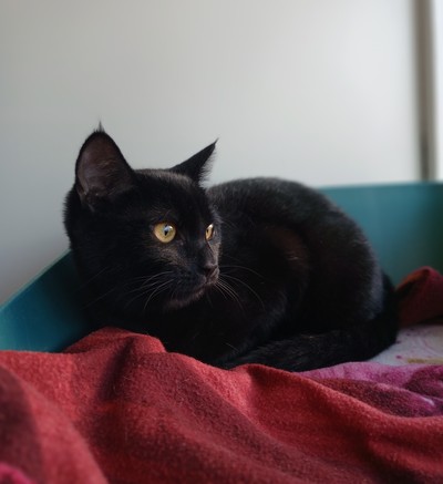 Sprout - Domestic Short Hair