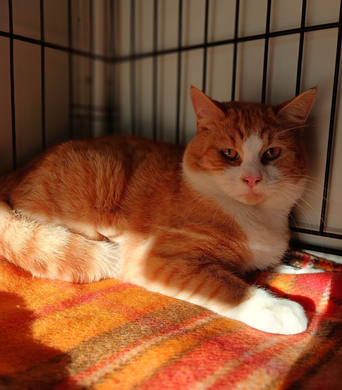 Gallery image: Finnegan 