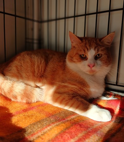 Finnegan  - Domestic Short Hair