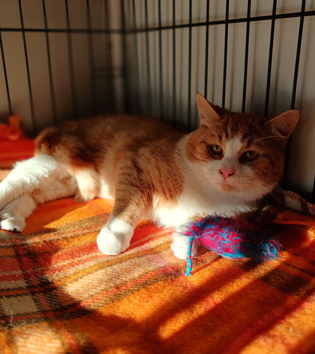 Gallery image: Finnegan 