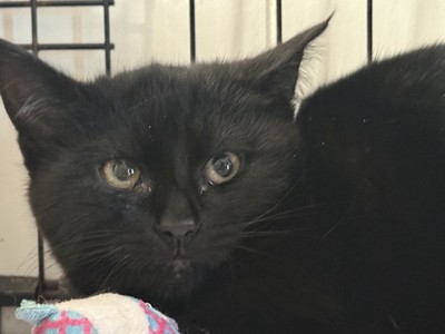 Pirate - Domestic Short Hair