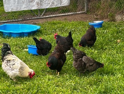 Evie - Bantam