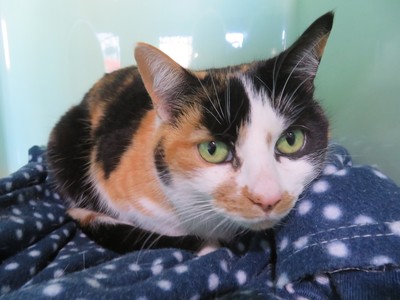 Lily - Domestic Short Hair