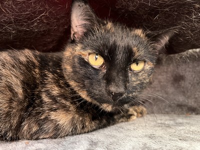 Serena - Domestic Short Hair