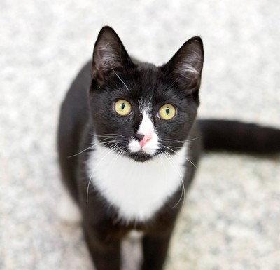 Penny - Domestic Short Hair