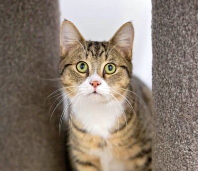 Sonic - Domestic Short Hair