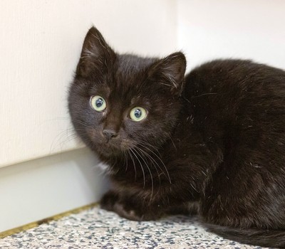 Patrick - Domestic Short Hair