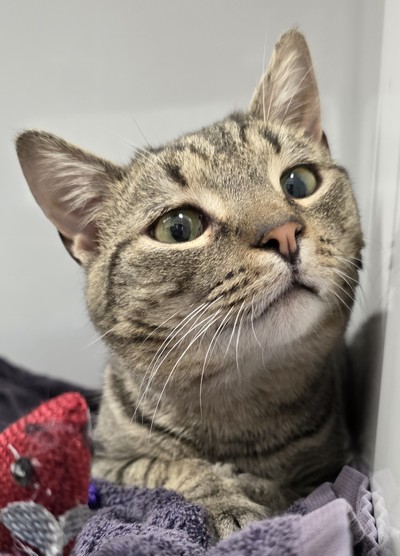 Zeni - Domestic Short Hair