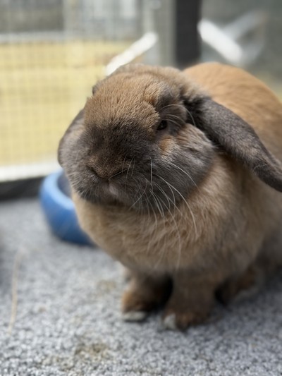 Buckley - Mini Lop