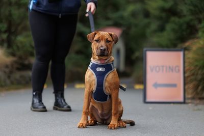 SPCA welcomes Green Party animal welfare commitments