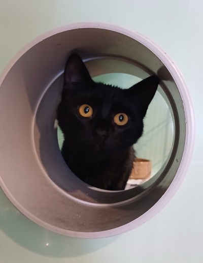 Vixen - Domestic Short Hair