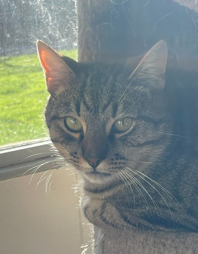 Captain Hook - Domestic Short Hair