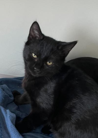 Milo - Domestic Short Hair