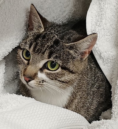 Lois - Domestic Short Hair