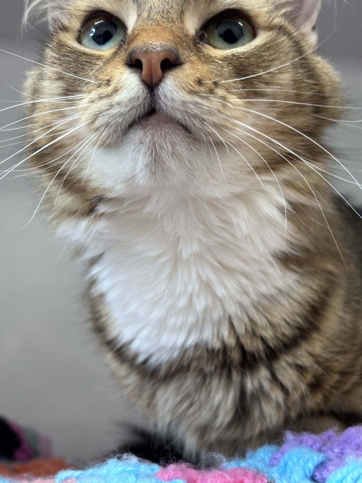 Gallery image: Pumba