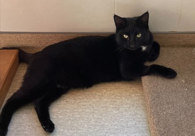 Gomez  - Domestic Short Hair
