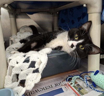 Huia - Domestic Short Hair