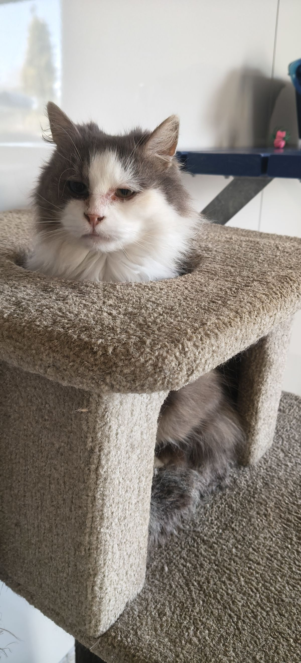 Gallery image: Pippa